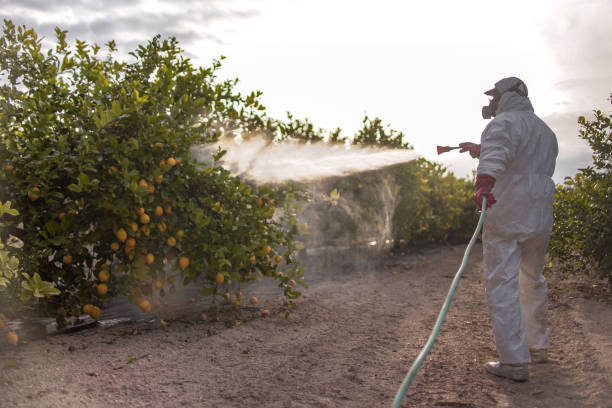 Best Pest Control Near Me  in Key Vista, FL