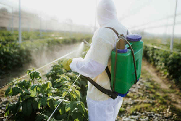Best Pest Control Near Me in Key Vista, FL